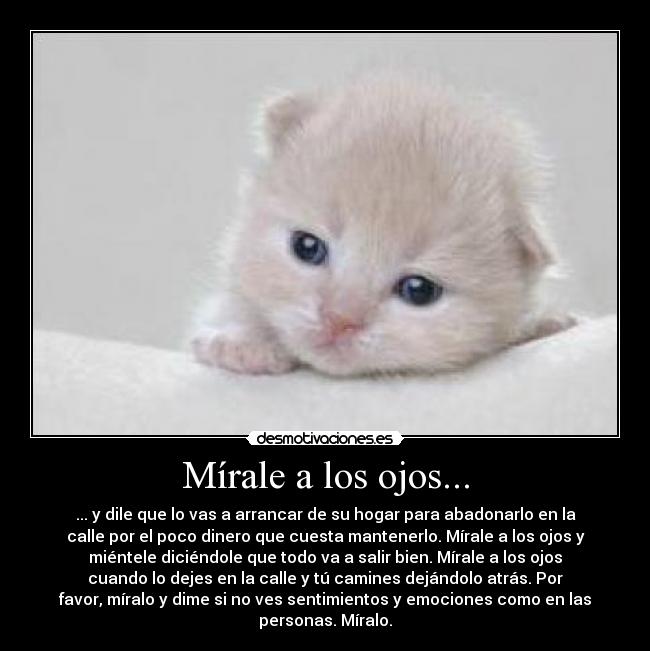Mírale a los ojos... - ... y dile que lo vas a arrancar de su hogar para abadonarlo en la
calle por el poco dinero que cuesta mantenerlo. Mírale a los ojos y
miéntele diciéndole que todo va a salir bien. Mírale a los ojos
cuando lo dejes en la calle y tú camines dejándolo atrás. Por
favor, míralo y dime si no ves sentimientos y emociones como en las
personas. Míralo.