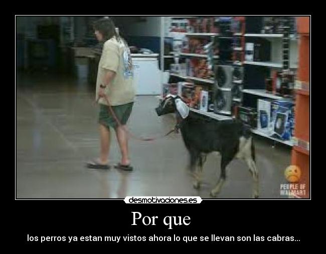 Por que - los perros ya estan muy vistos ahora lo que se llevan son las cabras...