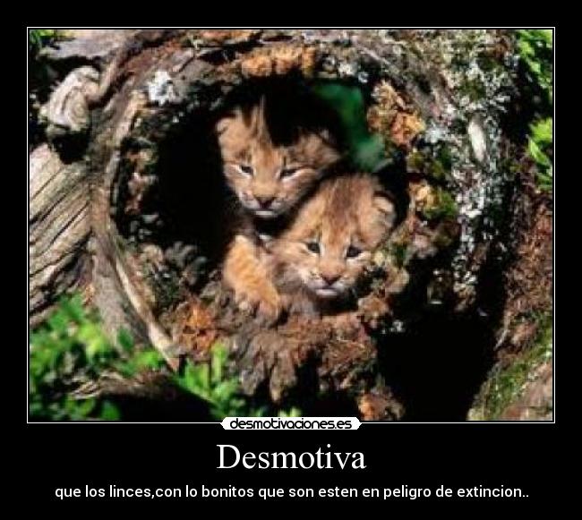 Desmotiva - que los linces,con lo bonitos que son esten en peligro de extincion..