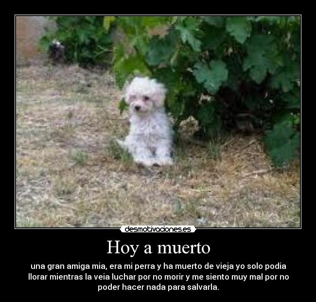 Hoy a muerto - una gran amiga mia, era mi perra y ha muerto de vieja yo solo podia
llorar mientras la veia luchar por no morir y me siento muy mal por no
poder hacer nada para salvarla.