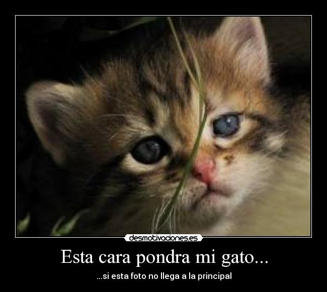 Esta cara pondra mi gato... - 
