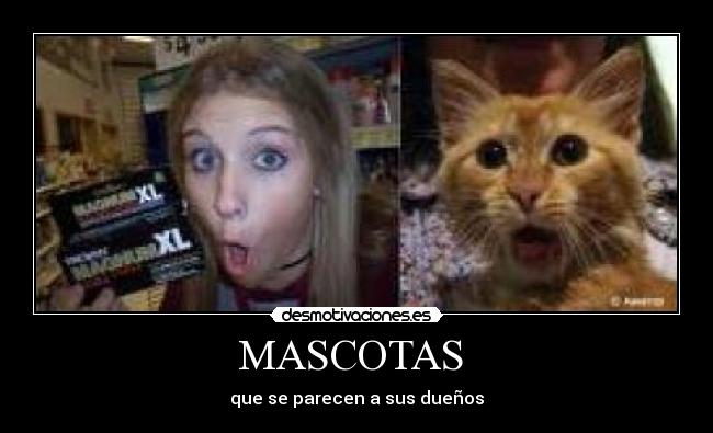 MASCOTAS - que se parecen a sus dueños