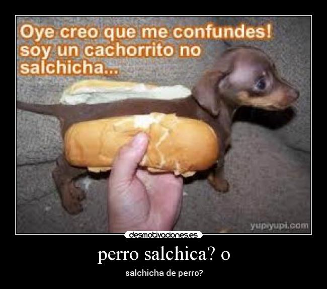 perro salchica? o -