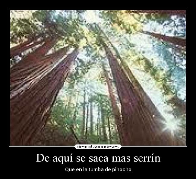 De aquí se saca mas serrín - Que en la tumba de pinocho