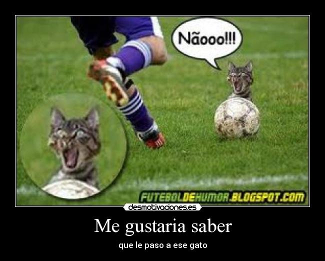 Me gustaria saber - que le paso a ese gato