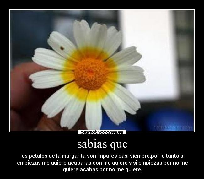 sabias que - los petalos de la margarita son impares casi siempre,por lo tanto si
empiezas me quiere acabaras con me quiere y si empiezas por no me
quiere acabas por no me quiere.