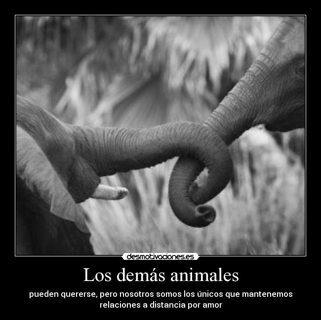 Los demás animales -