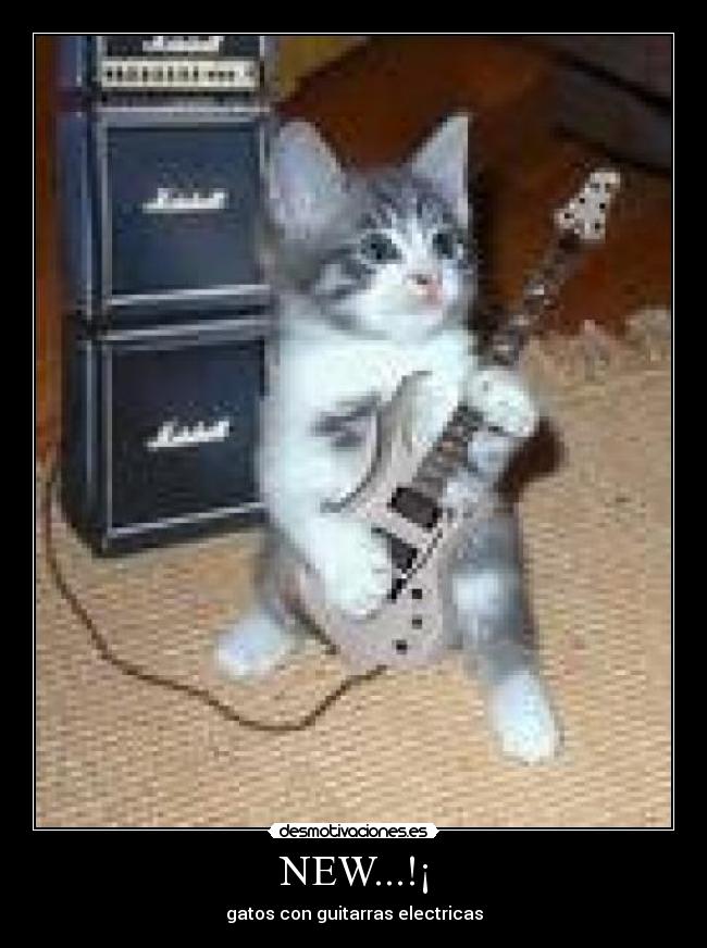 NEW...!¡ - gatos con guitarras electricas