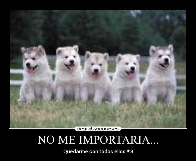 NO ME IMPORTARIA... - 