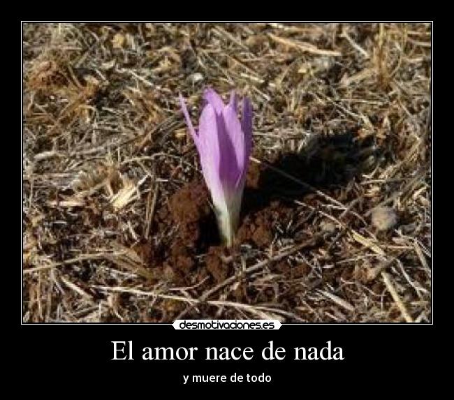 El amor nace de nada - y muere de todo