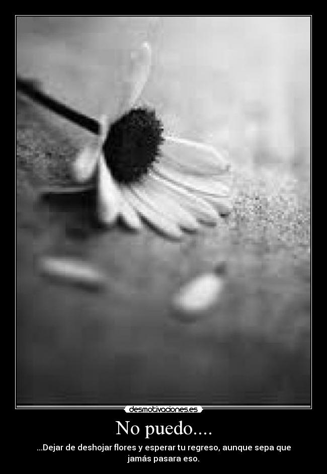 No puedo.... - ...Dejar de deshojar flores y esperar tu regreso, aunque sepa que jamás pasara eso.