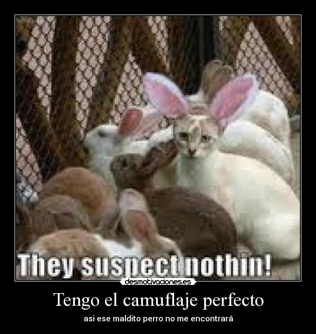 Tengo el camuflaje perfecto -