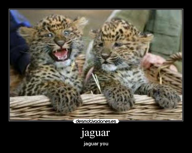 jaguar - jaguar you
