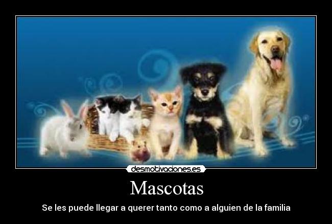 Mascotas - Se les puede llegar a querer tanto como a alguien de la familia