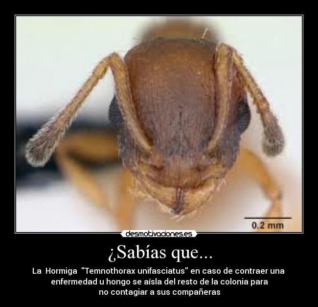 ¿Sabías que... - La  Hormiga  Temnothorax unifasciatus en caso de contraer una 
enfermedad u hongo se aísla del resto de la colonia para
no contagiar a sus compañeras