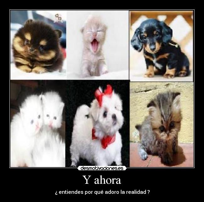 Y ahora - ¿ entiendes por qué adoro la realidad ?