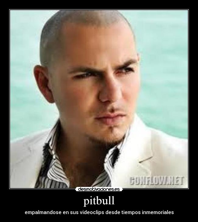pitbull -