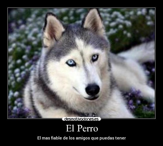 El Perro - 