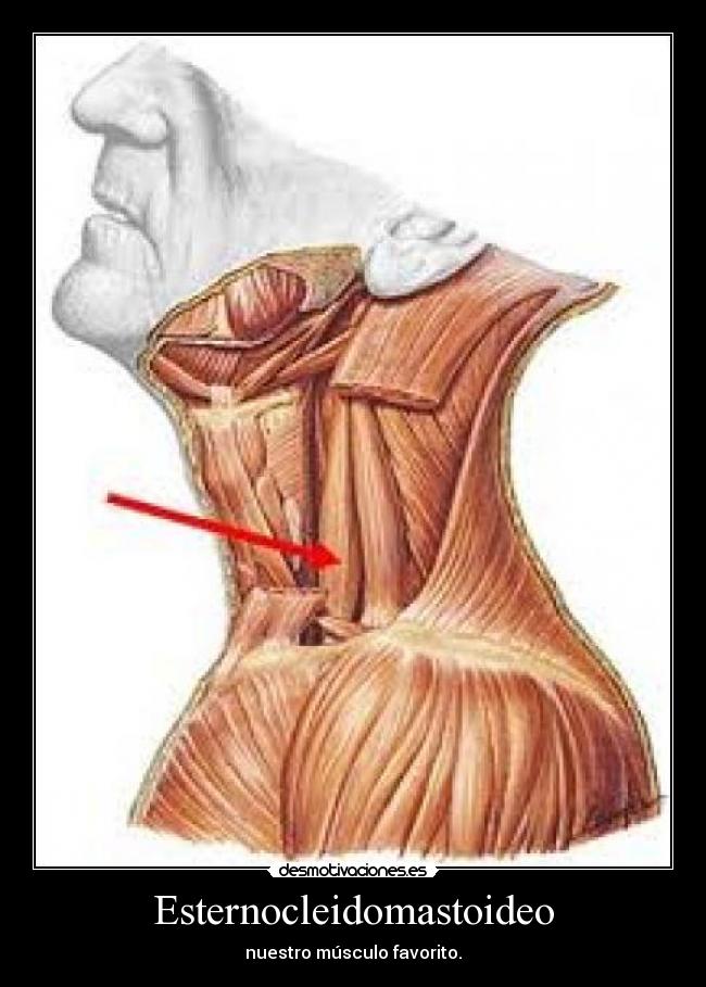 Esternocleidomastoideo - nuestro músculo favorito.