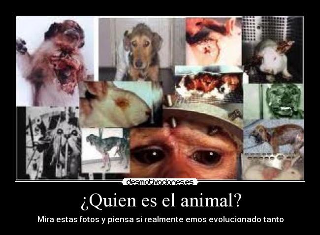 ¿Quien es el animal? -