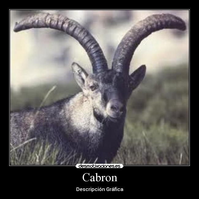 Cabron - Descripción Gráfica