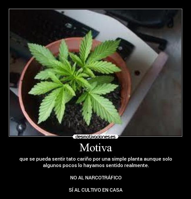 Motiva - que se pueda sentir tato cariño por una simple planta aunque solo
algunos pocos lo hayamos sentido realmente.
NO AL NARCOTRÁFICO
SÍ AL CULTIVO EN CASA
