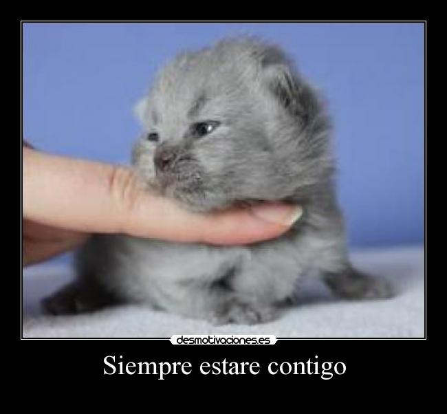 Siempre estare contigo - 