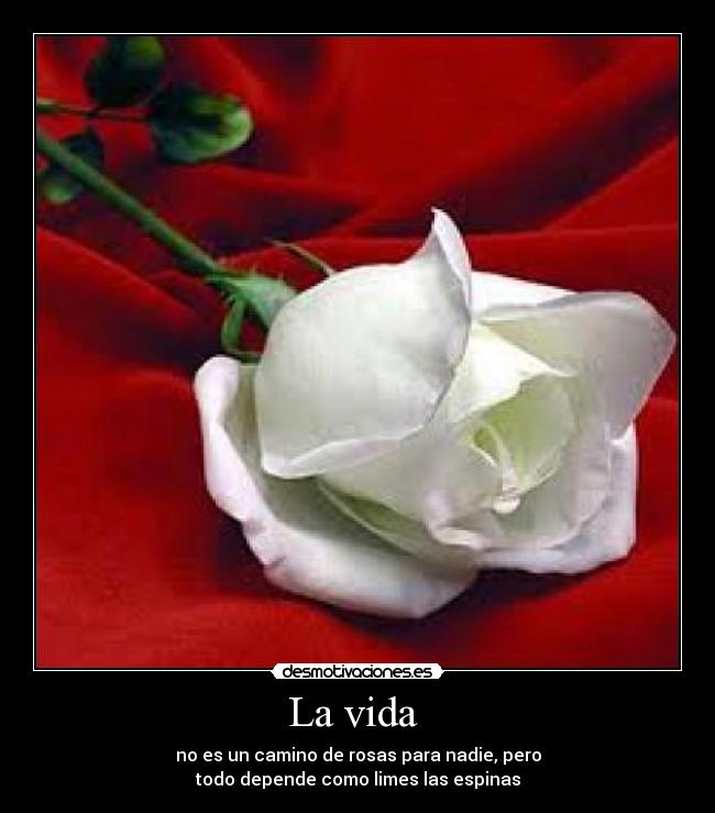 carteles vida vida desmotivaciones