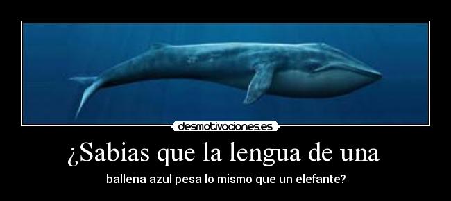 ¿Sabias que la lengua de una - ballena azul pesa lo mismo que un elefante?