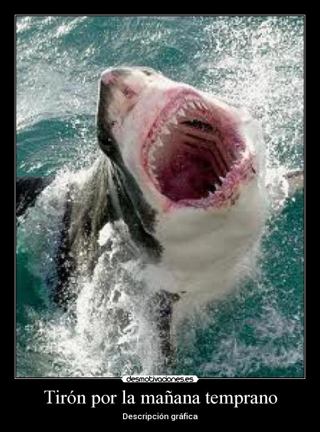 carteles zori shorti nekopartywhat desmotivaciones