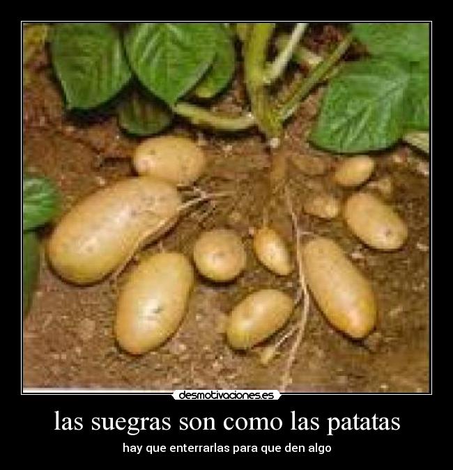las suegras son como las patatas -