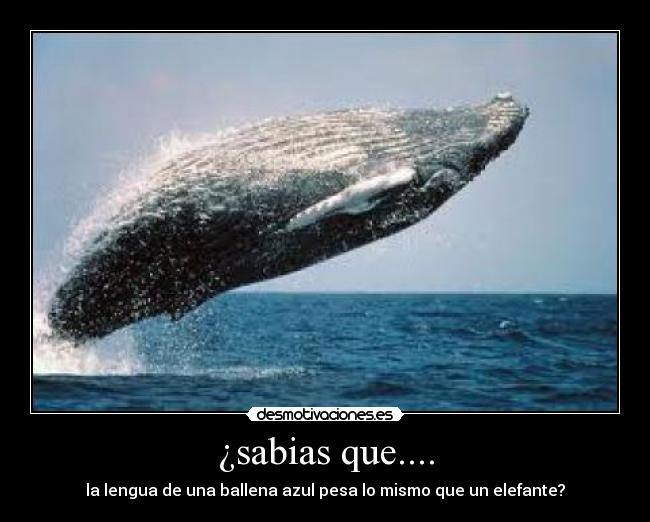 ¿sabias que.... -
