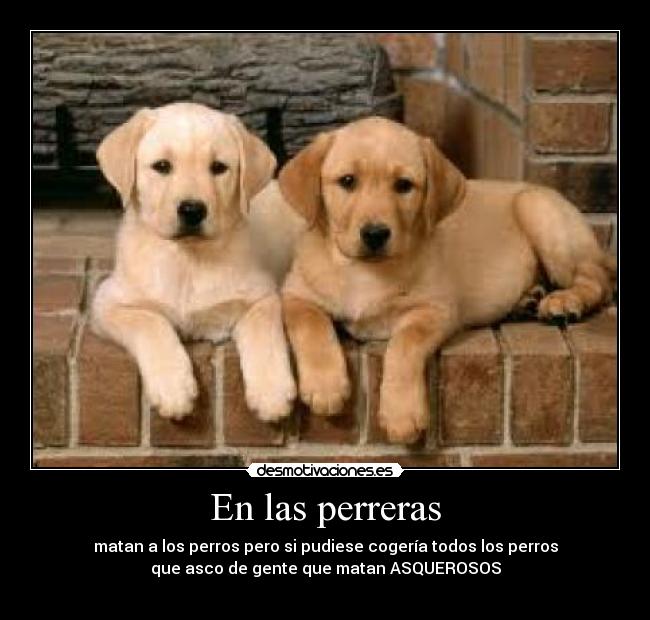 carteles perros desmotivaciones