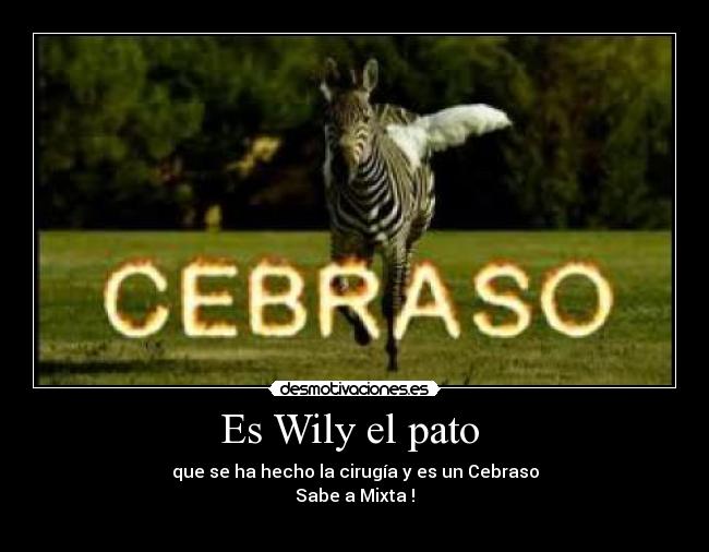 Es Wily el pato  - 