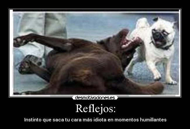 Reflejos: - Instinto que saca tu cara más idiota en momentos humillantes
