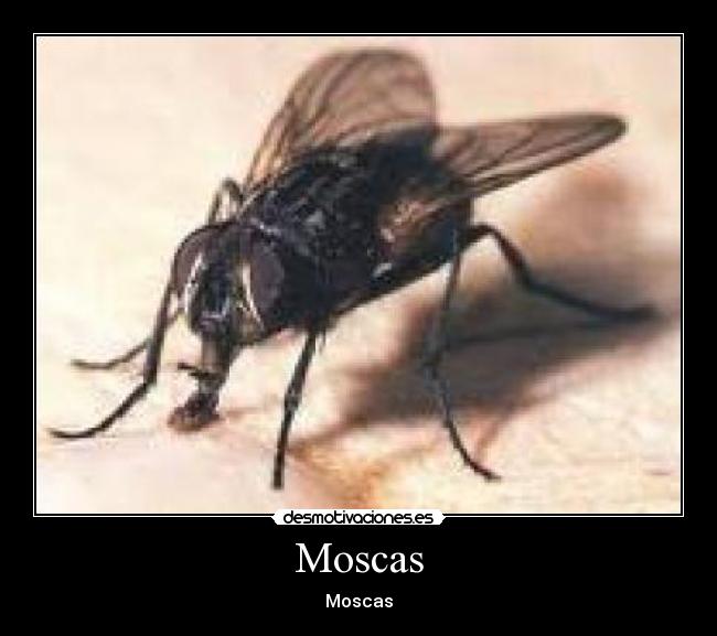 Moscas -