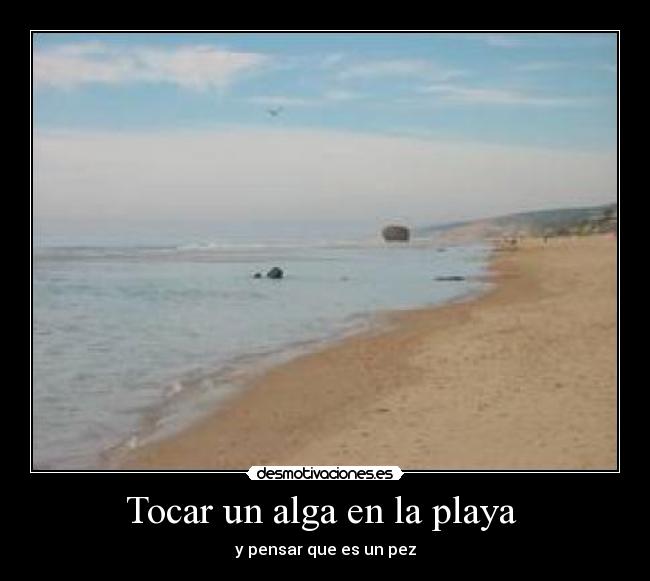 Tocar un alga en la playa -