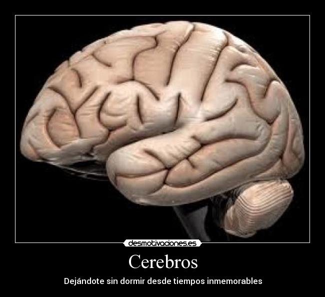 Cerebros -