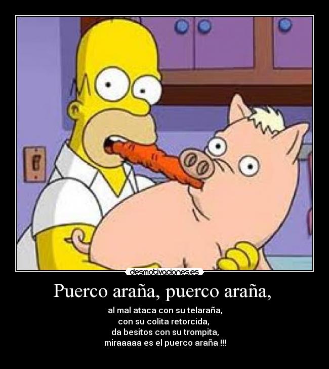 Puerco araña, puerco araña, -