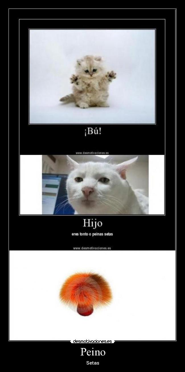 Peino - Setas