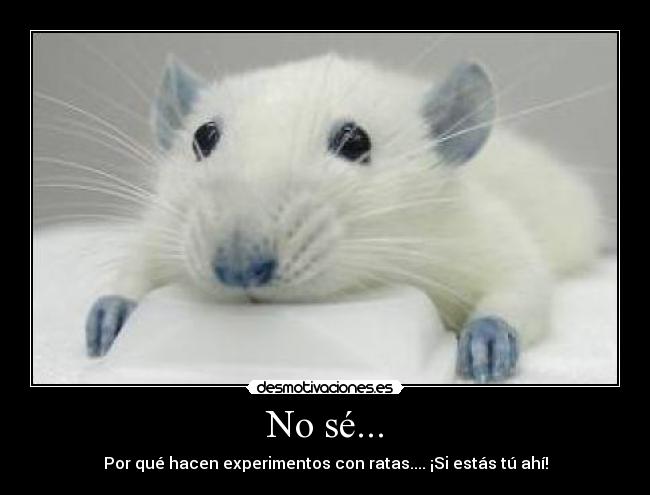 No sé... - Por qué hacen experimentos con ratas.... ¡Si estás tú ahí!