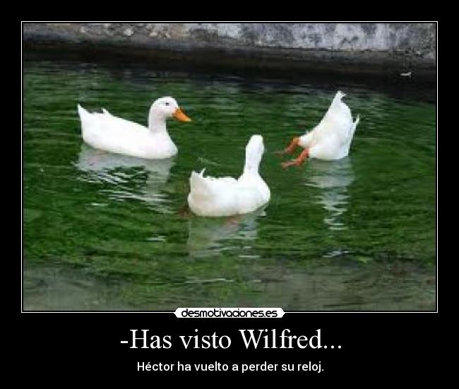 -Has visto Wilfred... -