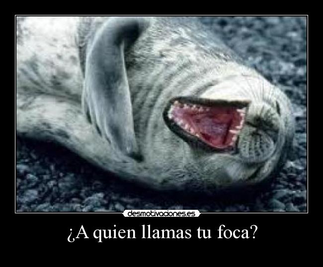 ¿A quien llamas tu foca? - 