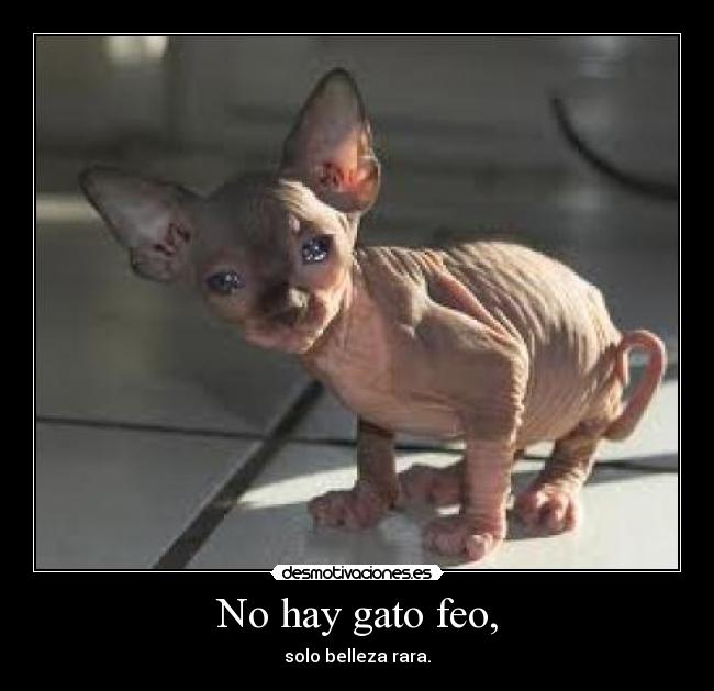 No hay gato feo, - 