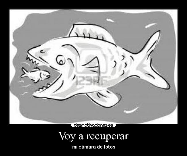 Voy a recuperar - mi cámara de fotos