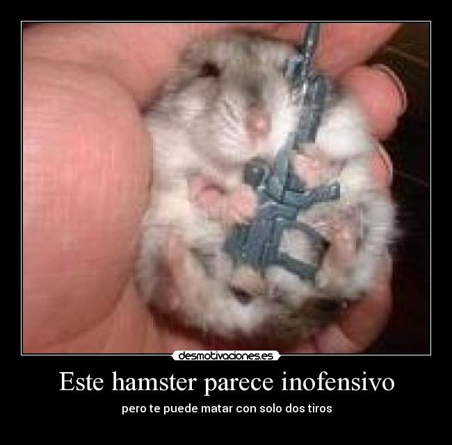 Este hamster parece inofensivo -