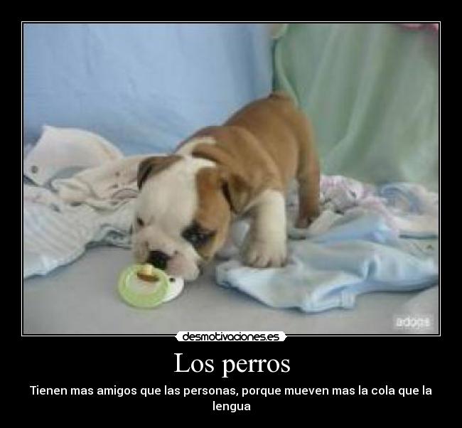Los perros - Tienen mas amigos que las personas, porque mueven mas la cola que la lengua