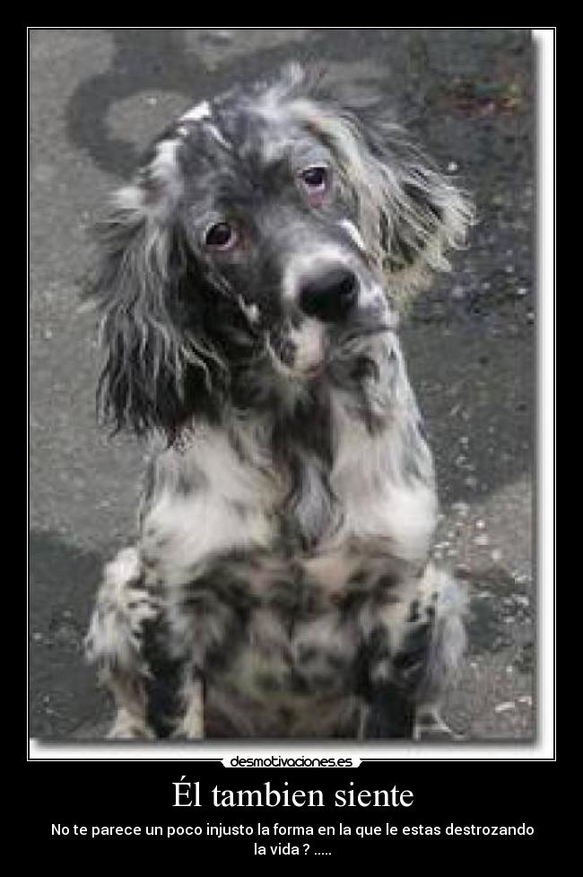Él tambien siente -