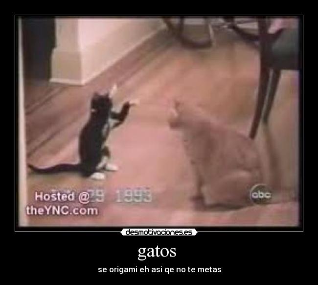 gatos  - se origami eh asi qe no te metas