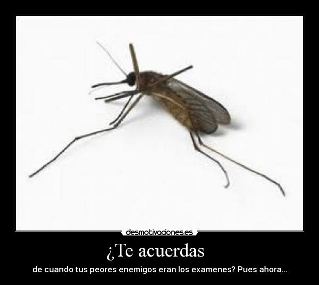 ¿Te acuerdas - de cuando tus peores enemigos eran los examenes? Pues ahora...